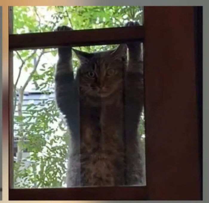 Tabby cat clinging to a glass door outside, showcasing one of 50 adorable cats worthy of being national treasures.