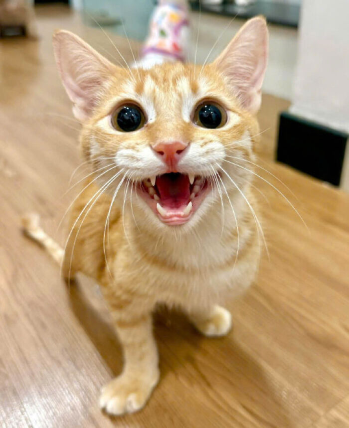 Adorable orange tabby kitten with wide eyes and open mouth standing on wooden floor indoors.