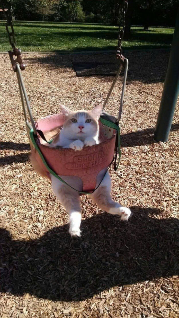 Cat sitting adorably in a playground swing seat, surrounded by wood chips on a sunny day outdoors.