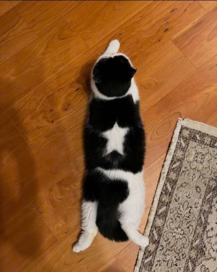 Black and white cat lying stretched out on wooden floor next to a patterned rug, adorable cat photo.