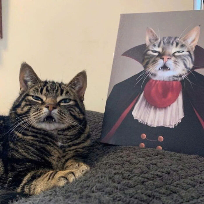 Tabby cat resting on a blanket next to a portrait of itself dressed as a vampire, capturing adorable cat charm.