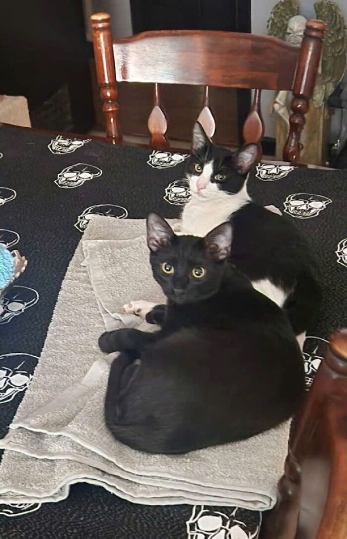 Two adorable cats, one black and one black and white, resting together on folded towels on a table indoors.