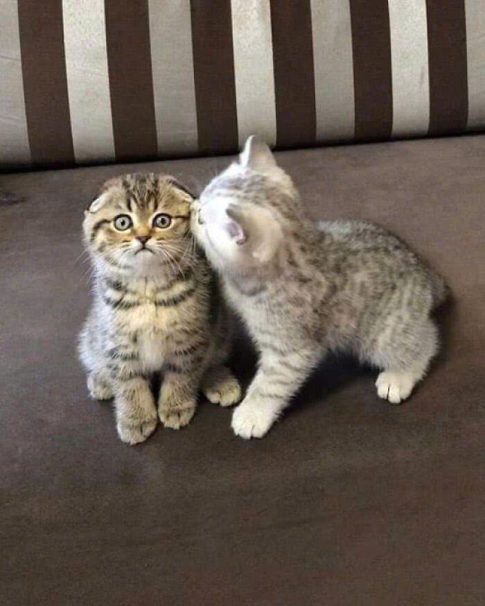 Two adorable kittens cuddling on a couch showcasing the cutest pics of cats for cat lovers.