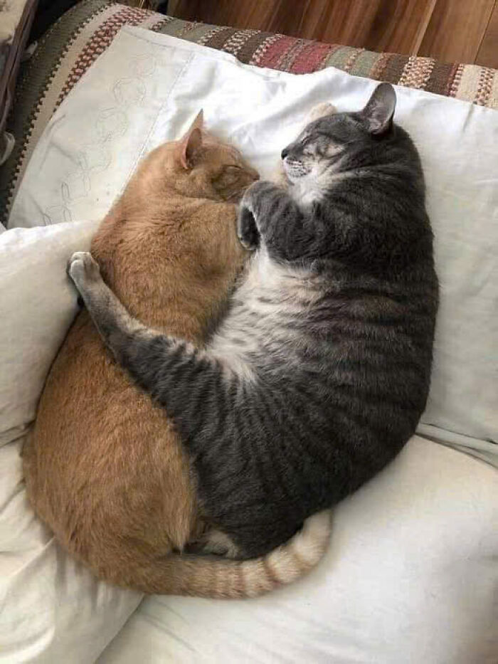 Two adorable cats cuddling together on a white couch, showcasing the cutest moments of cat affection.