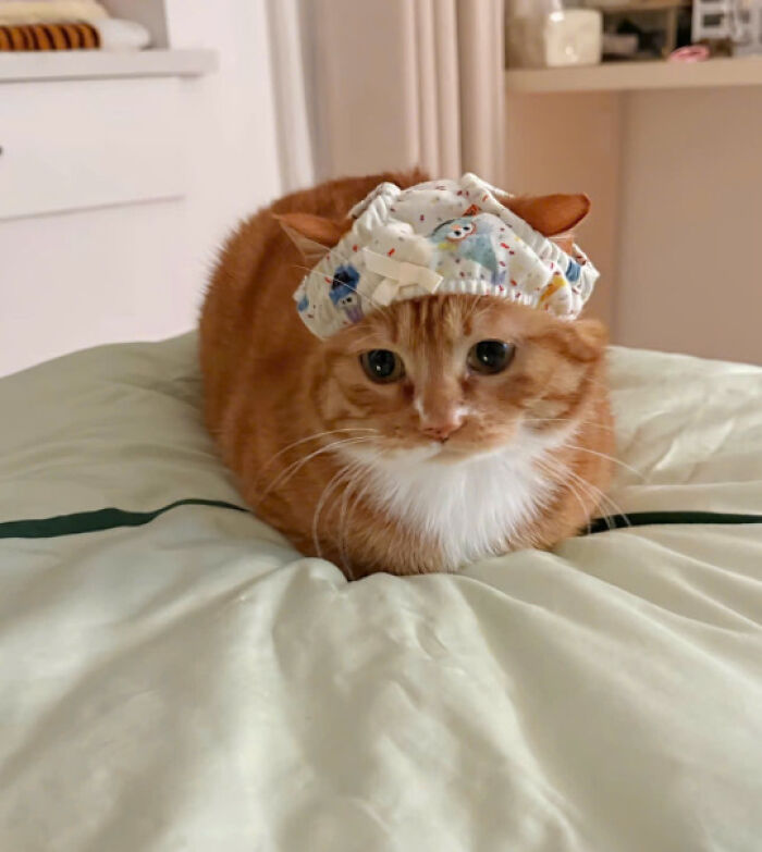 Adorable orange cat wearing a patterned bonnet, resting on a bed, showcasing the charm of cats so adorable.