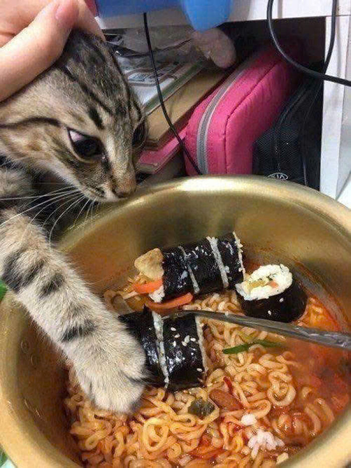 Tabby cat reaching into bowl of noodles with sushi rolls, a cute moment showcasing adorable cats.
