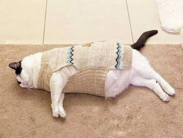 Cat wearing a cozy sweater lying on a carpet, showcasing one of the most adorable cats in cute cat pics.