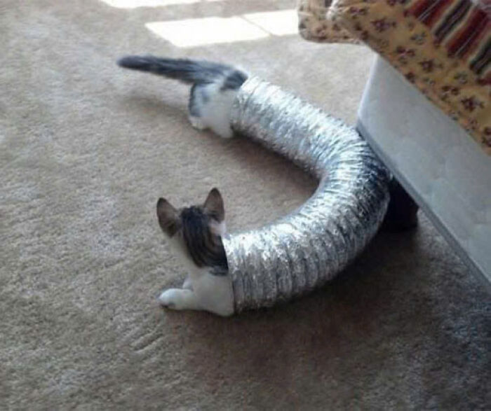 Cat playing inside a flexible ventilation tube on carpet, showcasing adorable and playful cat behavior.