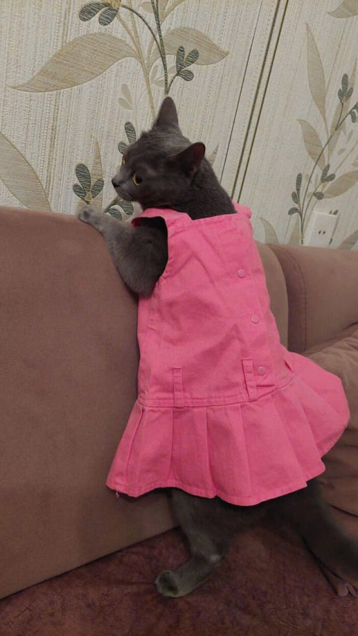 Gray cat wearing a pink dress standing on a couch looking over the back, showcasing adorable cats in cute outfits.