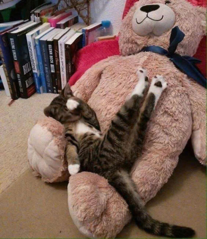 Tabby cat stretching comfortably on a large plush teddy bear showing adorable cat charm and cuteness.