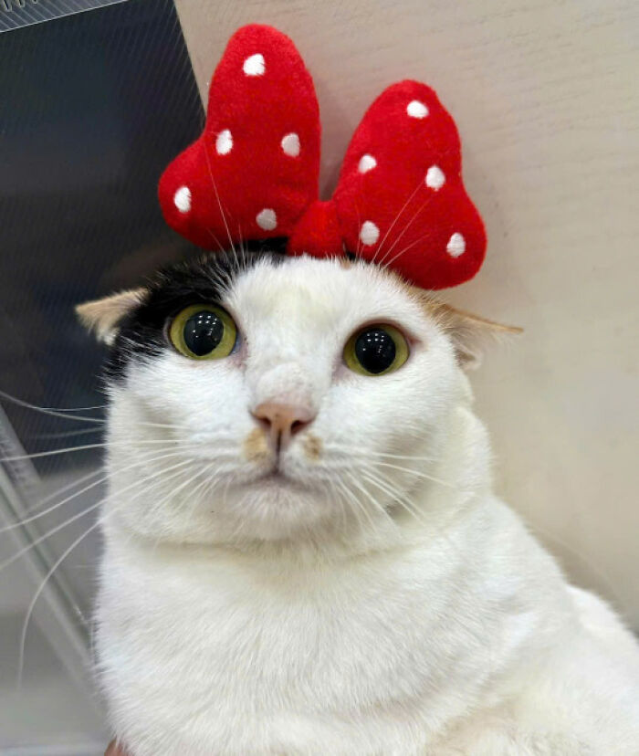 Cat with a red polka dot bow on its head, showcasing one adorable and charming feline moment from the collection.