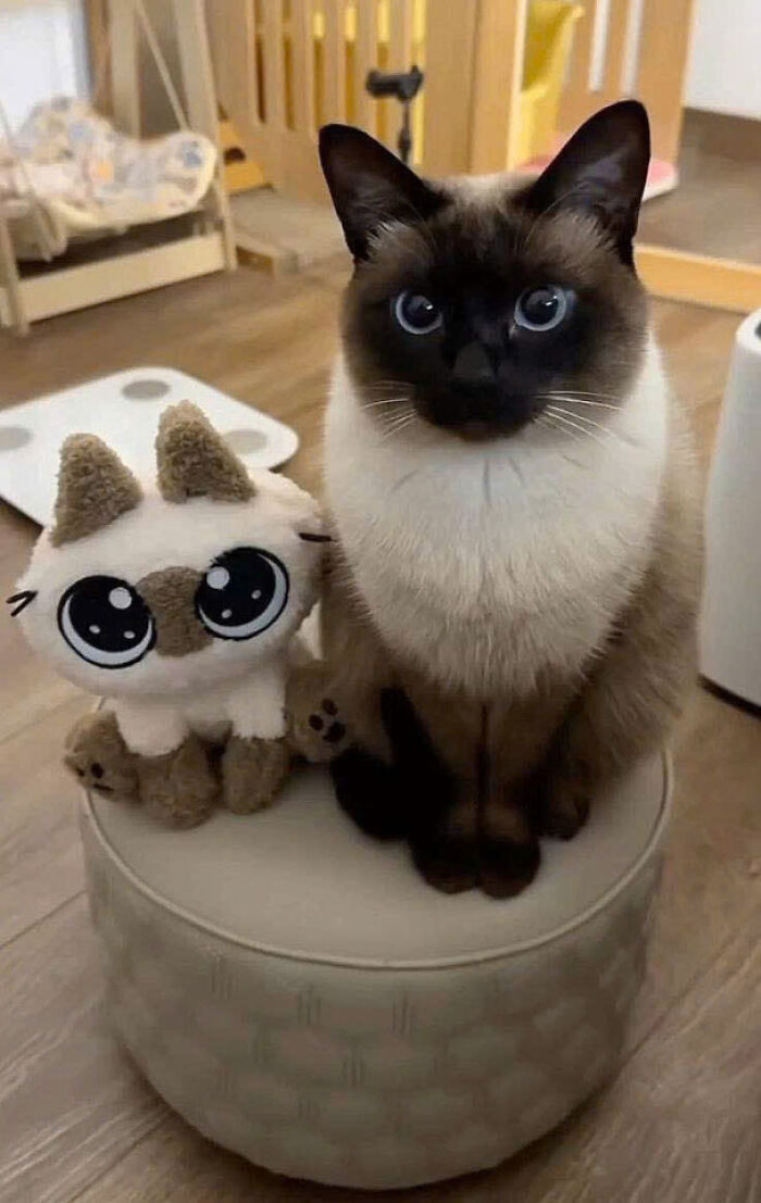 Siamese cat sitting next to a plush toy cat on a round ottoman, showcasing adorable cats with striking blue eyes.