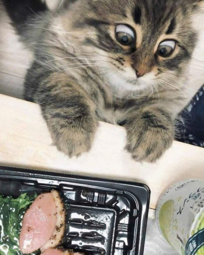 Adorable tabby cat with wide eyes looking down at a food tray, showcasing one of the cutest pics of cats moments