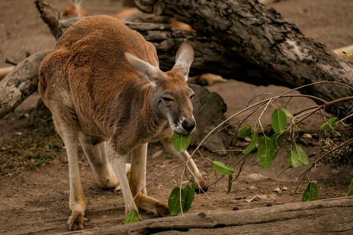 Kangaroo eating green leaves near fallen tree branches in natural dry habitat for World Kangaroo Day