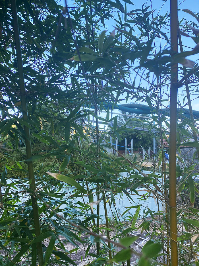 Inside New Zealand's Abandoned Waiwera Hot Pools: A Forgotten Water Park Frozen In Time Inside New Zealand's Abandoned Waiwera Hot Pools: A Forgotten Water Park Frozen In Time