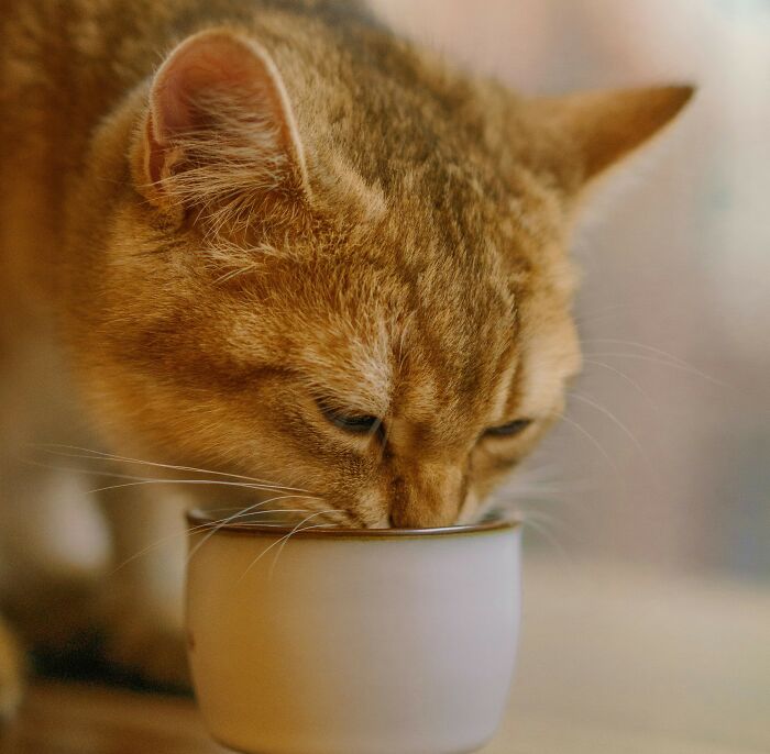 40 Tales Of Cats Being Absolute Hooligans, As Shared By Netizens