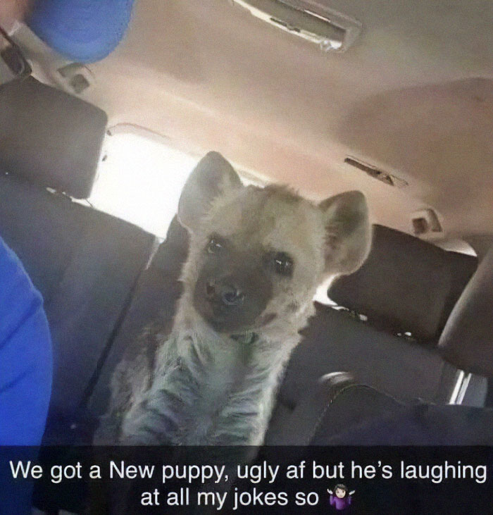 Hyena puppy sitting inside a car, captured in a humorous post that goes from 0 to 100 real quick.