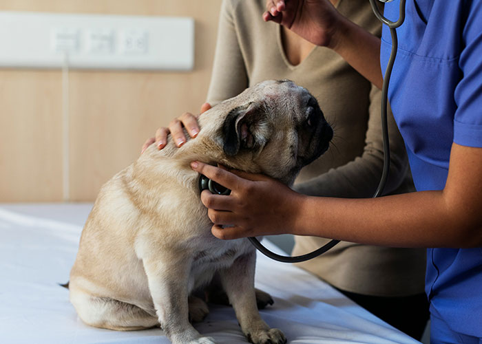 Veterinarian using stethoscope to perform medical examination on a pug, highlighting medical examinations uncovering truths.