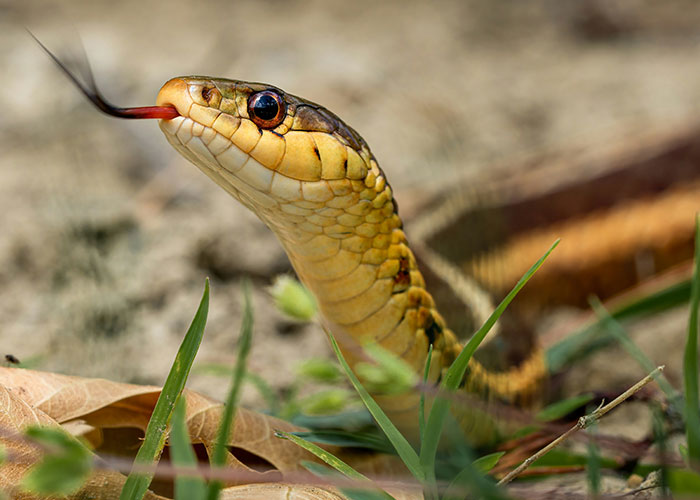 Serpiente amarilla con lengua bifurcada fuera, encontrada como hallazgo sorprendente durante autopsias forenses.