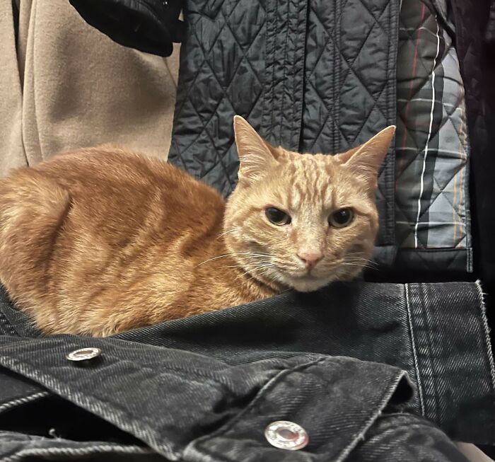 Orange cat sitting among jackets and clothes, illustrating the most destructive thing cat ever done in a home setting.