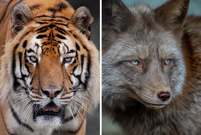 I Photograph Wild Animals, Here Are 36 Of My Favorite Ones