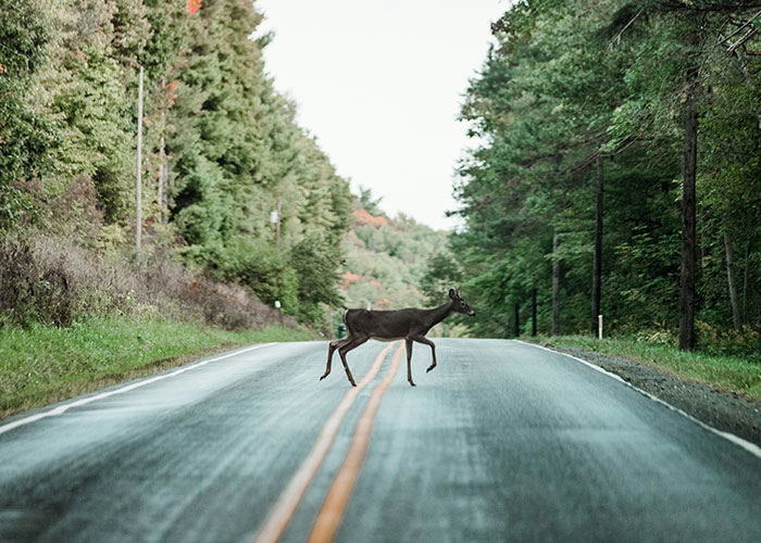 A deer crossing an empty road surrounded by trees, illustrating a moment of instant karma in nature.