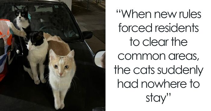 This Woman Refused To Let Stray Cats Be Displaced, So She Bought A Car For Them
