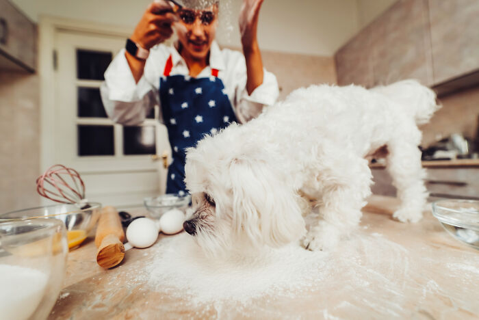 A person in a star apron cracking eggs in the kitchen while a small white dog sniffs flour on the counter.