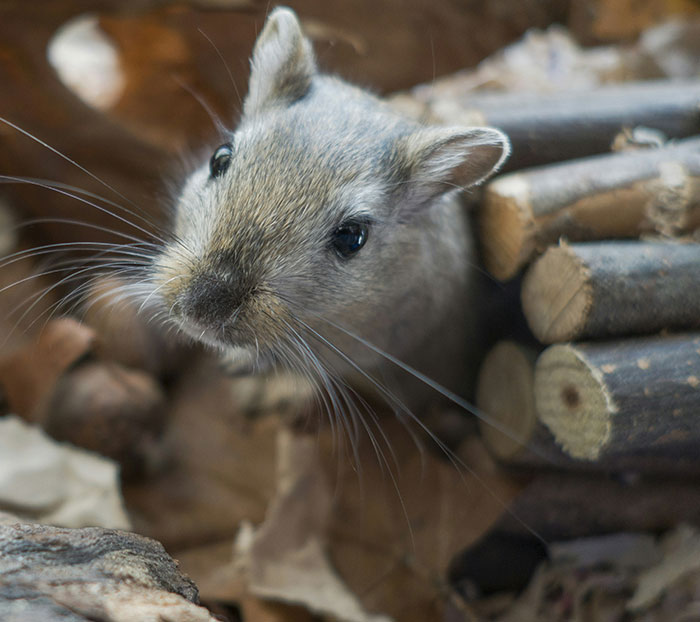 Close-up of a small animal with whiskers peeking out from wooden sticks, illustrating babysitter weirdest moments concept.
