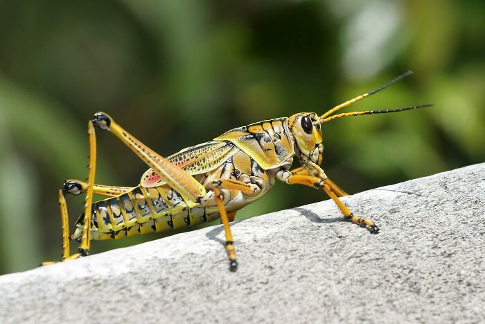 Close-up of a grasshopper on a stone surface, illustrating nature scenes from worst Halloween experiences that turned fun to nightmare.