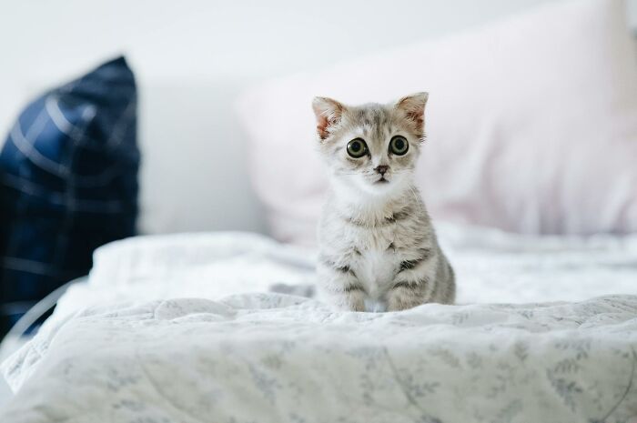 Small kitten with wide eyes sitting on a bed illustrating people’s worst Halloween experiences turned nightmare