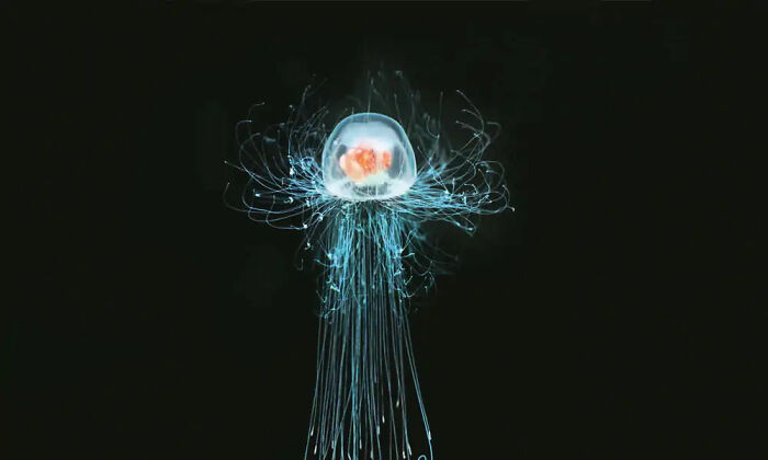 Glowing jellyfish with long tentacles floating in dark water representing mind-bending scenarios that challenge your morals.
