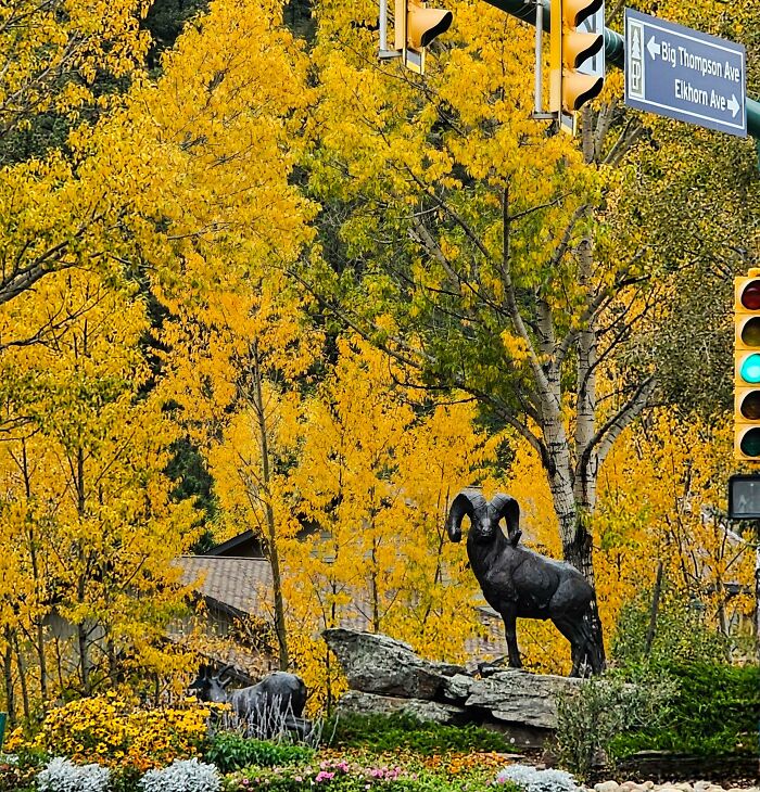 Statue of a ram surrounded by vibrant autumn leaf colors and fall foliage near a traffic light and street signs.