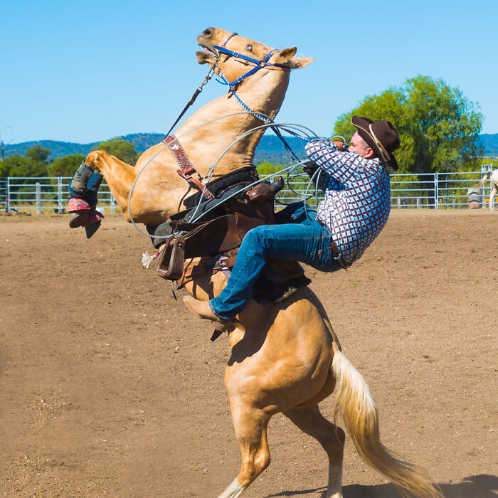 Cowboy falling off bucking horse in arena, a creepy moment that made hearts skip a beat during a rodeo event.