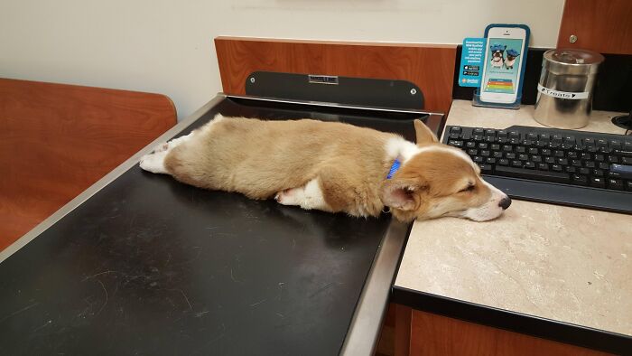 Corgi puppy enjoying a nap stretched out on a desk next to a computer keyboard in an office setting.