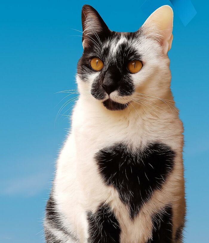 Thor the cat with a distinctive heart-shaped mark on its chest against a clear blue sky background.