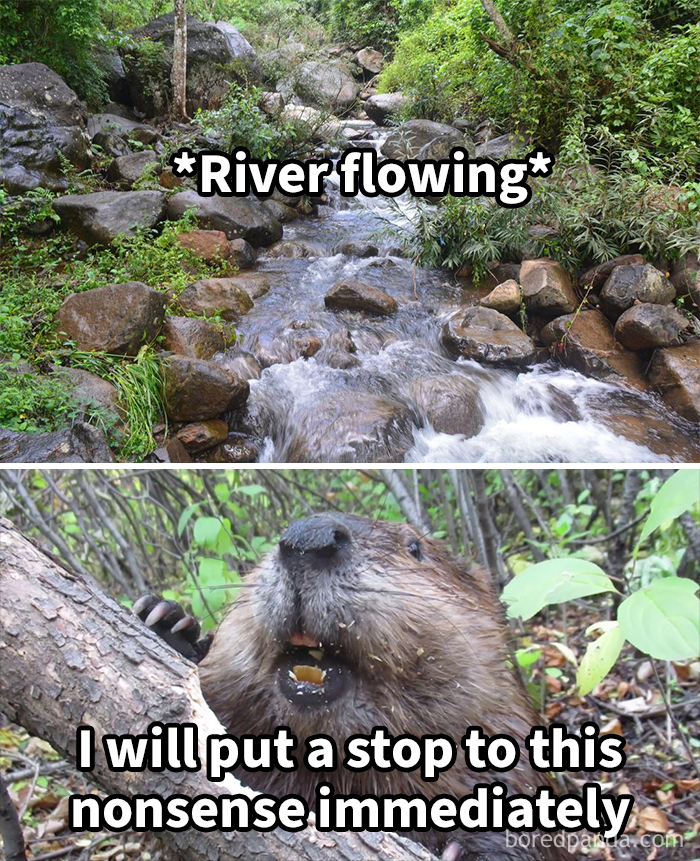 Funny meme showing a flowing river and a determined beaver about to stop the water in nature scene.