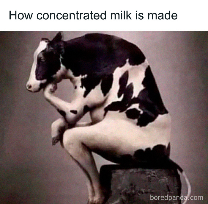 Funny meme of a cow sitting like a human, illustrating a humorous take on concentrated milk for lighthearted fun.