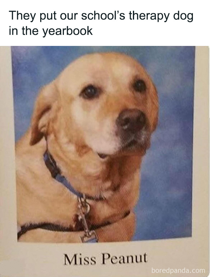 Therapy dog named Miss Peanut in a yearbook photo, a cute and funny animal meme for positivity.