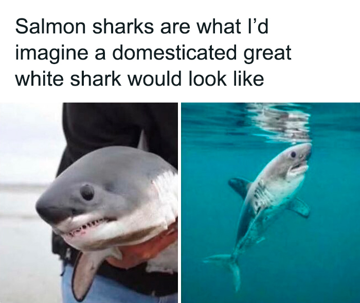 Funny and cute animal meme featuring a domesticated great white shark imagined as a salmon shark underwater and held by a person