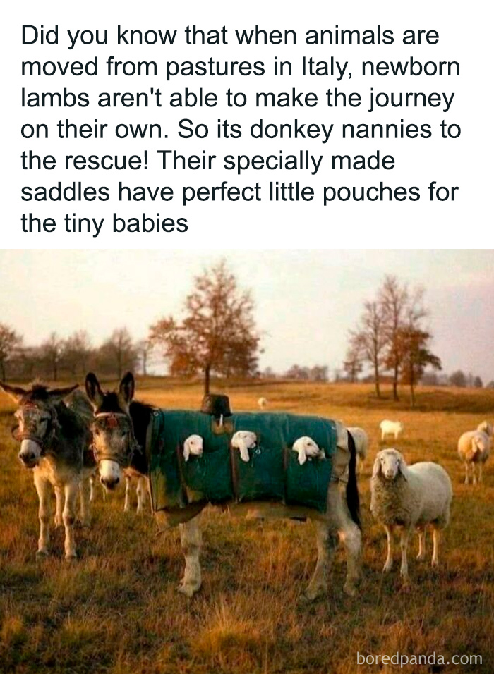 Donkey carrying newborn lambs in specially made saddles in a field, a cute animal meme for positivity and smiles.