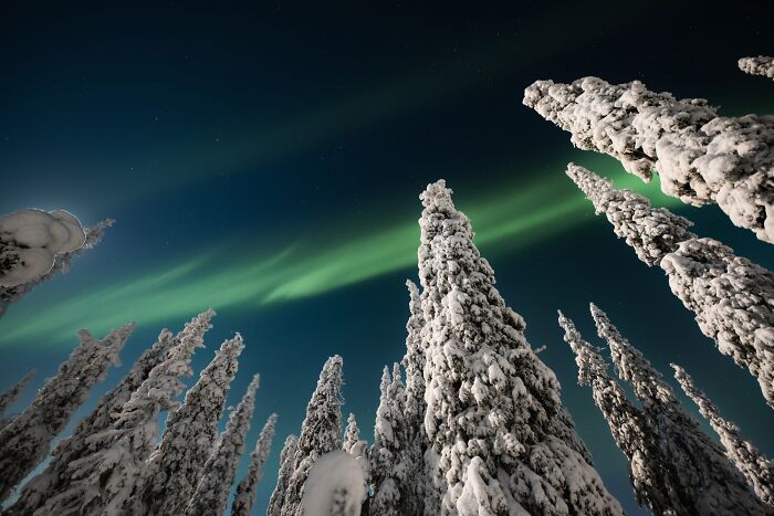 Snow-covered tall trees under a clear night sky displaying vibrant Northern Lights in a remote winter landscape.