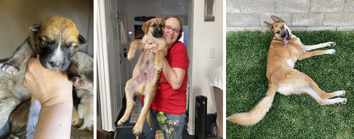 And Here's My German Shepherd Mix, Stilgar, At 9 Days Old, 10 Weeks Old, And 3 Years Old! He Survived Distemper As A Puppy. He Is Half Livestock Guardian Dog (Kuchi Dog)