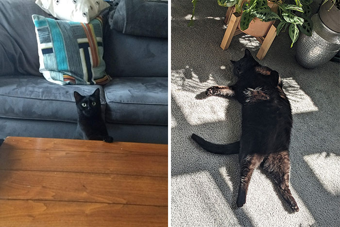 L'il Baby MS. Kit'n 2018 And MS. Kit'n Sunbathing In Sf