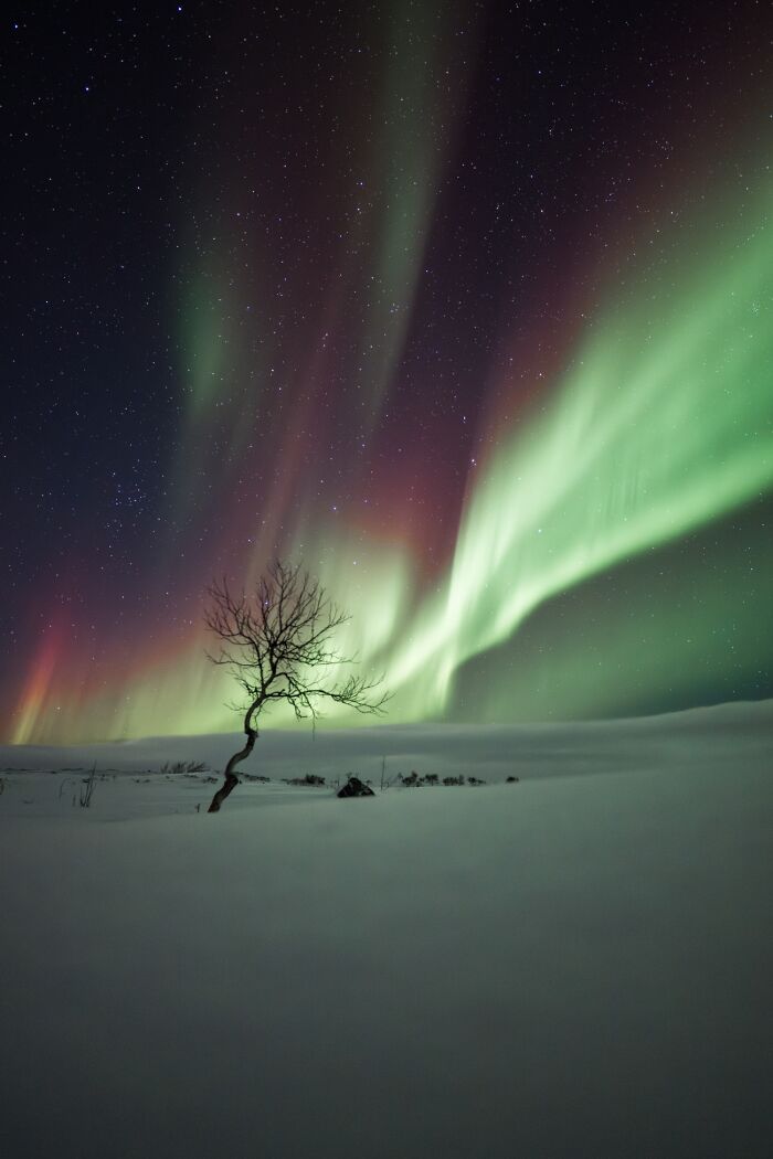 Northern lights glowing green and pink over a snowy landscape with a lone bare tree under a starry sky.