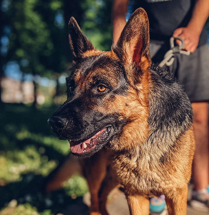 German Shepherd service dog outdoors with owner in the background, highlighting Disneyland security questions about service animals.