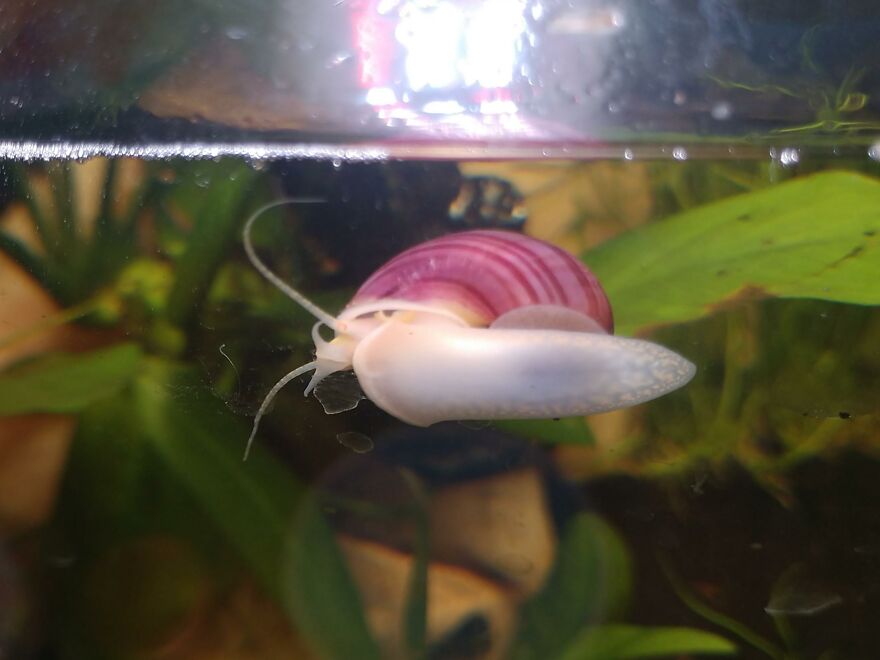 Mystery snail with a purple shell swimming near green aquatic plants in a freshwater aquarium environment.