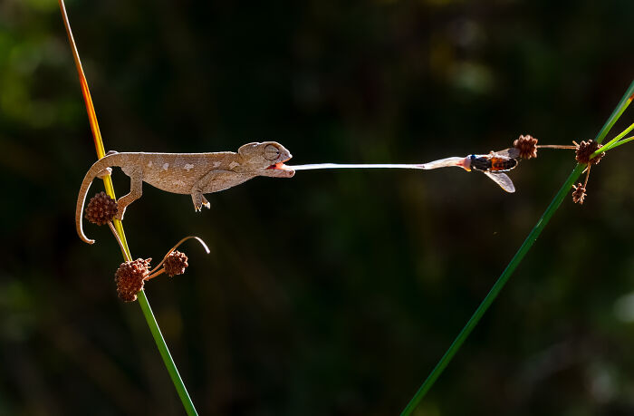 Chameleon using its long tongue to catch an insect in a stunning wildlife photo with natural green background.