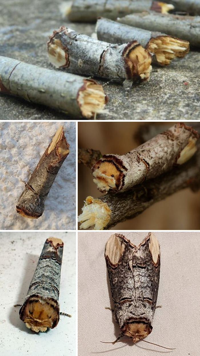 Moth camouflaged as broken twigs on surfaces, highlighting an awesome animal fact about natural disguise and adaptation.