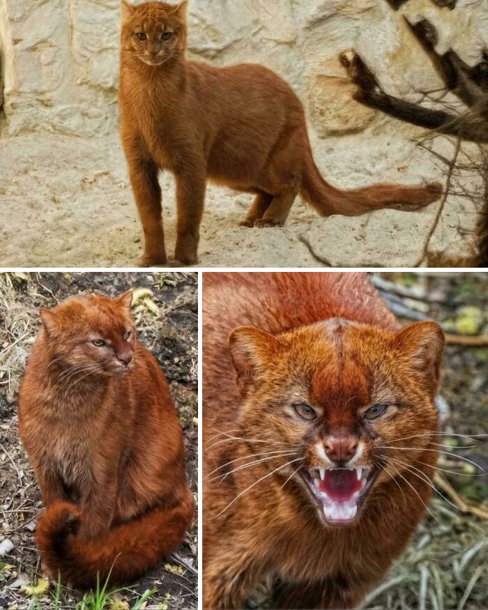 Images of a rare reddish wild cat in different poses showcasing interesting animal facts and unique wildlife features.
